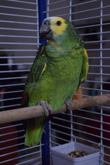 Obraz premium loro
