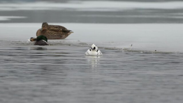 Smew swimming close to ice edge while Mallard cleaning feathers in background, handheld slow motion