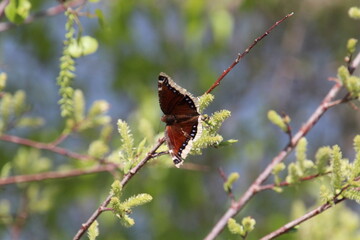 butterfly on a branch