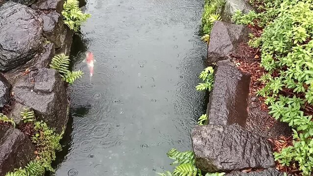 A white and orange Koi fish peacefully swiming in pond on a rainny day