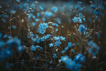 blue forget-me-not flowers on a medow 