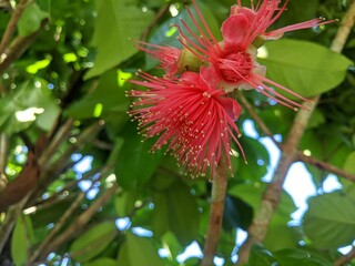 the flowers of the red guava fruit are starting to bloom