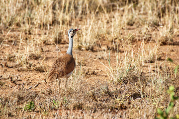 A white bellied bustard looks for its meal in the game trails of the  Buffalo Springs Reserve in...