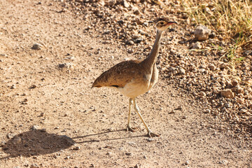 A white bellied bustard looks for its meal in the game trails of the  Buffalo Springs Reserve in Samburu County, Kenya