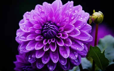 Vibrant purple dahlia with water droplets