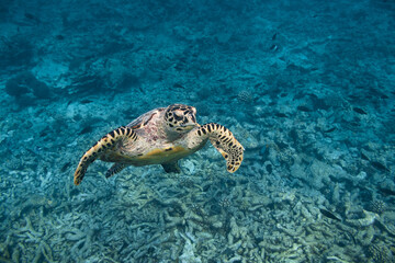 Eretmochelys imbricata Hawksbill sea turtle swimming in blue lagoon