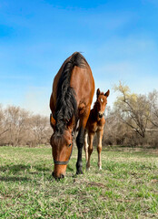 A horse and foal graze in the countryside.  Horses in nature in early spring. 