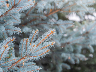 Green fir branches in winter covered with snow. Branches of fir tree as background. Frosty spruce branches. Outdoor with snowy winter nature. Forest landscape