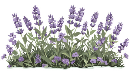 Lavender 2d flat cartoon vactor illustration isolat
