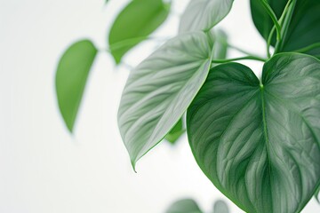 Philodendron hederaceum or Heartleaf philodendron green leaves on white background - obrazy, fototapety, plakaty