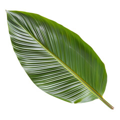 palm tree leaf isolated on transparent background