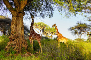 A pair of endangered Reticulated Giraffes endemic to northern kenya feeding on leaves from a tree at the Buffalo Springs Reserve in Samburu County, Kenya