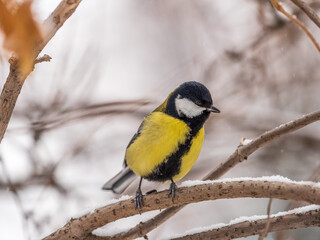 Cute bird Great tit, songbird sitting on the fir branch with snow in winter