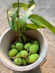 Fresh green mangoes from garden, high vitamin C.