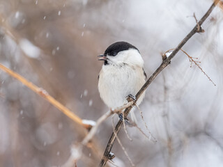 Cute bird the willow tit, song bird sitting on a branch without leaves in the winter.