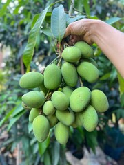 Fresh green mangoes from garden, high vitamin C.
