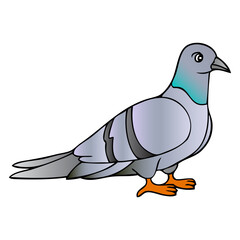pigeon vector illustration