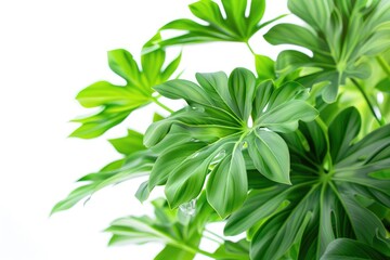 philodendron green leaves on white background