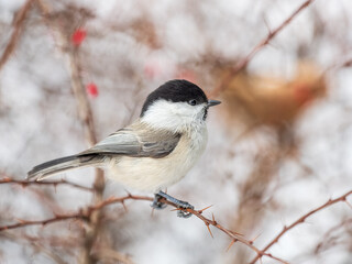 Cute bird the willow tit, song bird sitting on a branch without leaves in the winter.