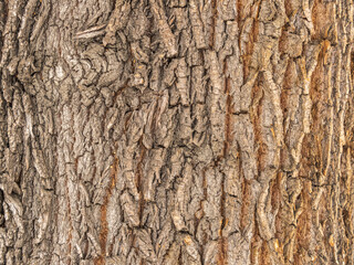 The texture of the bark of an old willow. Detailed bark texture. Natural background