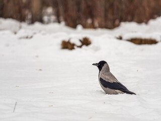 Crow in the snow on a winter day close-up