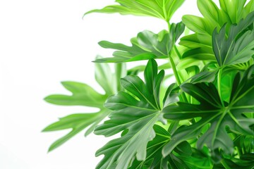 philodendron green leaves on white background - obrazy, fototapety, plakaty