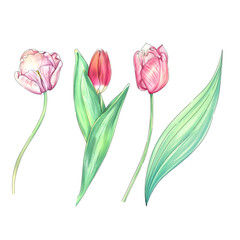 Watercolor tulips clip art. Romantic springtime flower. Botanical vintage, rustic style, hand drawn