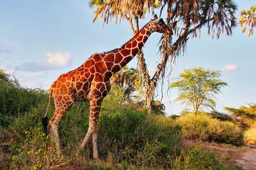 A stately endangered Reticulated Giraffe strolls against the backdrop of Doum palms, endemic to...