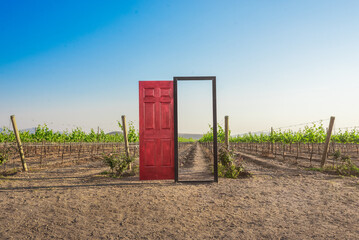 Red wooden gate facing a vineyard grape field on a summer day, countryside beauty