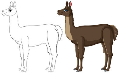 Vector illustration of a llama, outlined and colored