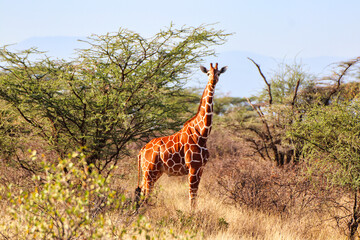 An endangered Reticulated Giraffe,endemic to North Kenya, in the bright afternoon sun watches out...