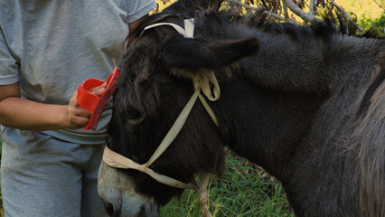 Donkey being groomed with a red curry comb by a person in a stable setting. - obrazy, fototapety, plakaty