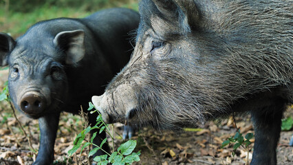 Close-up of a wild boar showing off its fangs. The wild boar is in a natural environment. The tusks, which become longer with age, are especially visible in this image, indicating the boar's maturity.
