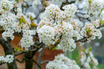 Arbre en fleurs au printemps