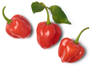 three red habanero chili peppers isolated white background, capsicum chinense, hottest spice with wrinkled or dimpled skin intense spiciness flavor, culinary ingredient in top view