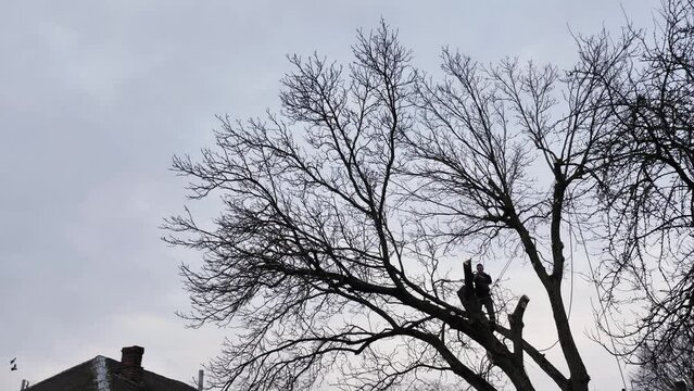 A professional arborist cuts a tree branch with a chainsaw in winter. A man on insurance with a helmet, cuffs. Vertical