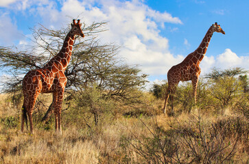 A pair of endangered Reticulated Giraffes,endemic to North Kenya on top of a hill, with bright blue skies in the heart of the Buffalo Springs Reserve in Samburu County, Kenya