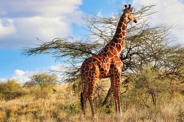 An endangered Reticulated Giraffe,endemic to North Kenya on top of a hill in the bright afternoon...