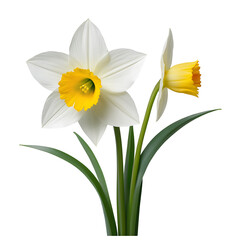 Daffodil element in PNG format with transparent background