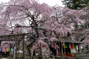 茨城県水戸市　桜咲く六地蔵寺