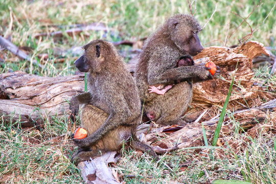 A Mother Olive baboon with its baby and relative feed on the fruits of the Doum palm nut at the Buffalo Springs Reserve in Samburu County, Kenya