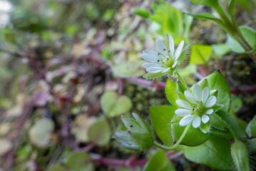春の訪れ　小さく可憐なコハコベの花が咲いた