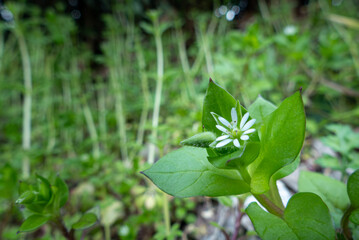 春の訪れ　小さく可憐なコハコベの花が咲いた