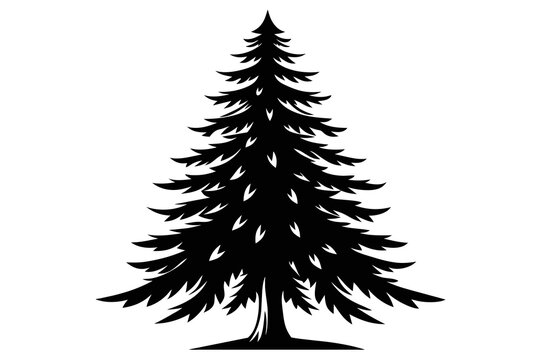 Douglas fir tree vector design