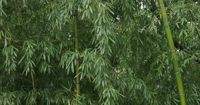 雨の森の新録の竹林の風景