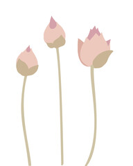 Lotus flower illustration 