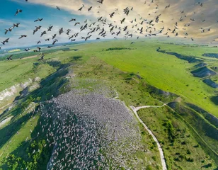 Fotobehang 綺麗な景色の中を無数の鳥が飛ぶ © hideki