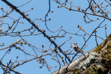 小さくかわいい野鳥エナガ