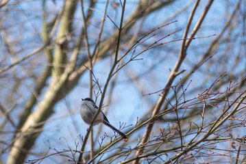 小さくかわいい野鳥エナガ