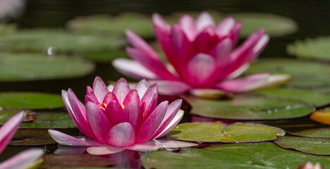 Pink lotus water lily flower in pond, waterlily with green leaves blooming